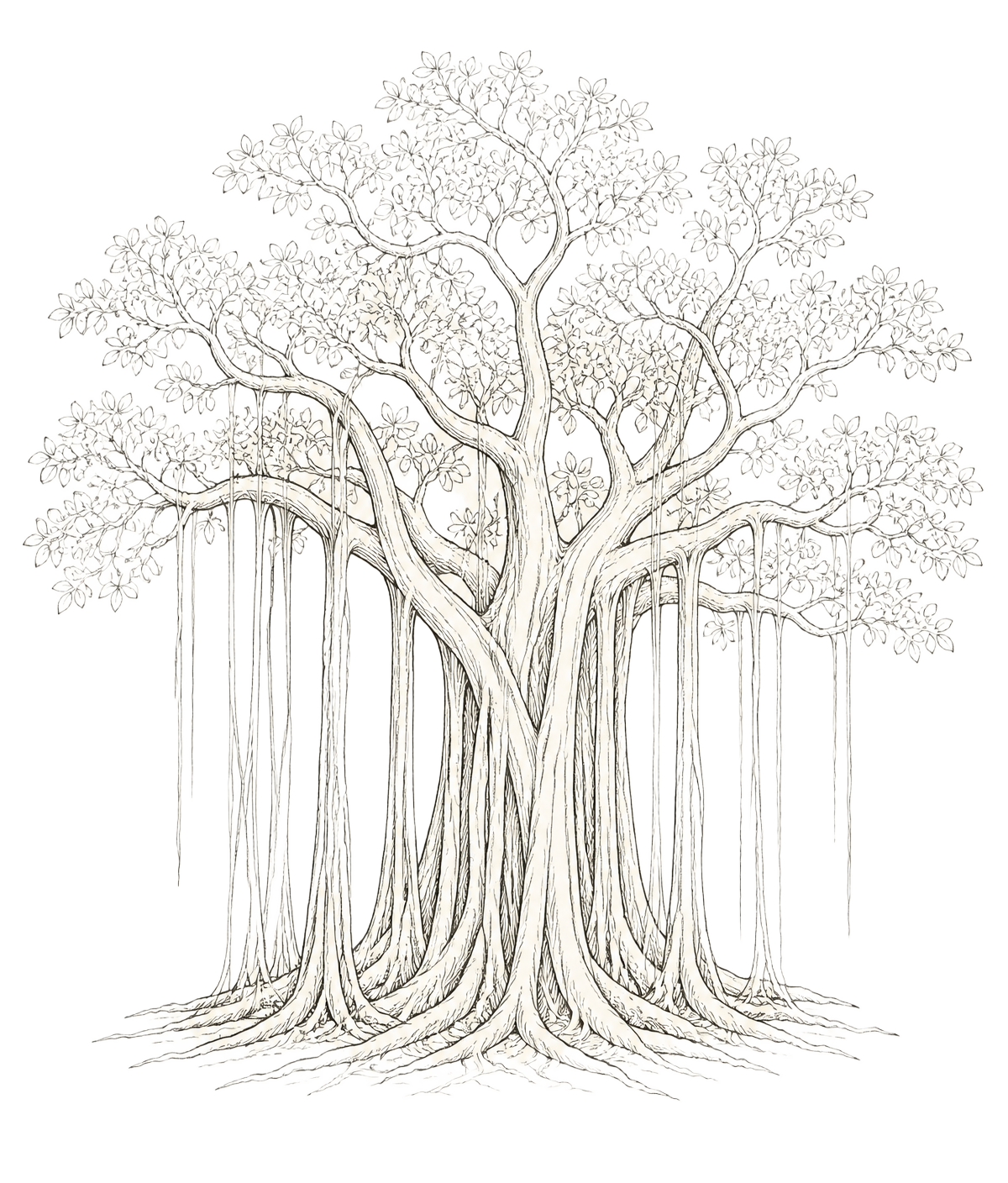 Line-drawn banyan tree